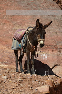 虛假訴訟律師費(fèi)可以讓對方承擔(dān)嗎(關(guān)于律師費(fèi)用可否讓對方承擔(dān))