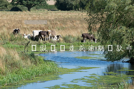 虛假訴訟造成逾期還款(非惡意逾期還款證明)