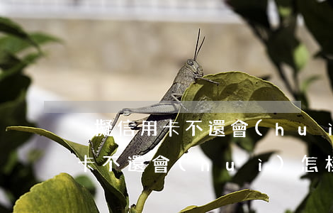 虛擬信用卡不還會(huì)怎樣(虛擬信用卡不還會(huì)怎樣)