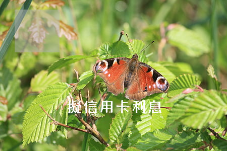 虛擬信用卡利息
