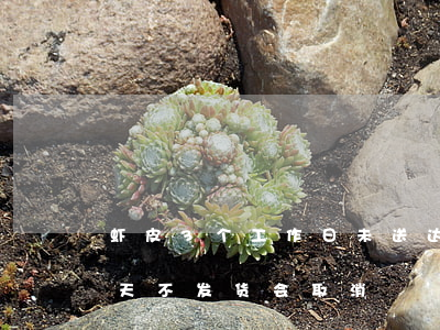虾皮3个工作日未送达就逾期了吗-虾皮几天不发货会取消