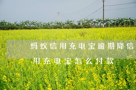 蚂蚁信用充电宝逾期降信用怎么办-蚂蚁信用充电宝怎么付款