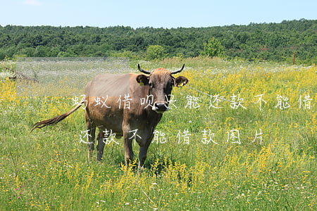 蚂蚁借呗只能还款不能借的图片-借呗只能还款不能借款图片