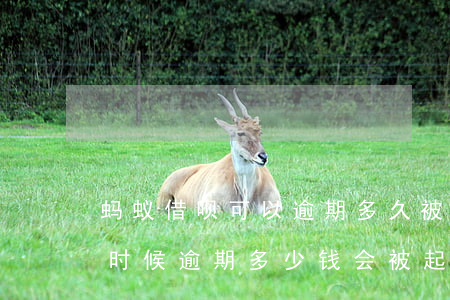 蚂蚁借呗可以逾期多久被起诉(借呗逾期多长时候逾期多少钱会被起诉)