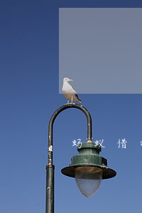 蚂蚁借呗最多欠多久(支付宝借呗最多借多久)
