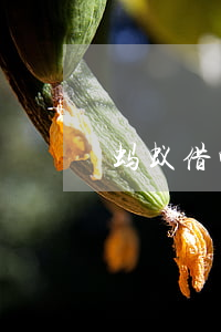 蚂蚁借呗欠三千一年多