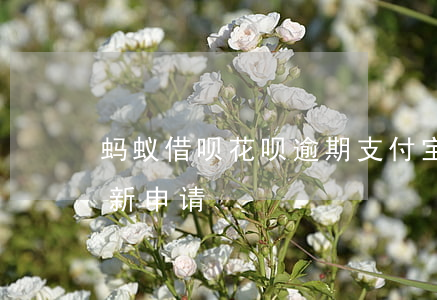 蚂蚁借呗花呗逾期（支付宝花呗借呗都逾期重新申请）