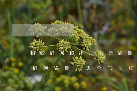蚂蚁借呗超出几天算逾期(借呗可以逾期多久?借呗逾期一天会怎么样(2))