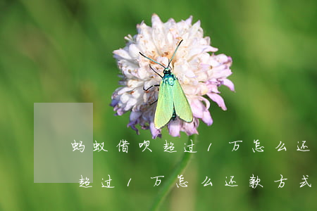 蚂蚁借呗超过1万怎么还款方式-蚂蚁借呗超过1万怎么还款方式呢