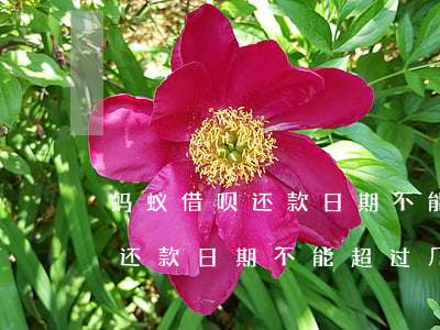 蚂蚁借呗还款日期不能超过几天-蚂蚁借呗还款日期不能超过几天吗