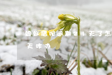 蚂蚁借呗逾期21天了怎么还 借呗逾期20天咋办