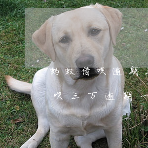 蚂蚁借呗逾期三万起诉是真的吗(支付宝欠借呗三万逾期一年有人发短信会被起诉是真的吗)