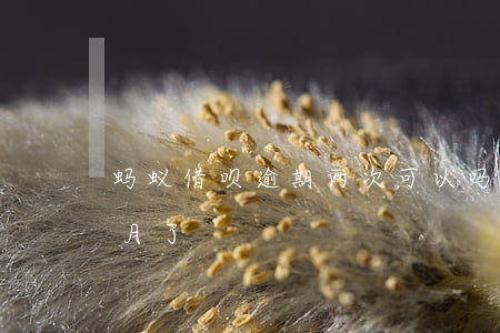 蚂蚁借呗逾期两次可以吗(借呗逾期超过三个月了)