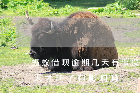 蚂蚁借呗逾期几天有事没(蚂蚁借呗逾期了一天才还了有影响吗)