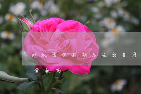 蚂蚁借呗逾期后还能在用吗(借呗逾期后还能借款吗)