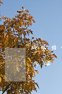 蚂蚁借呗逾期短信内容-蚂蚁借呗逾期短信内容