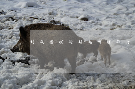 蚂蚁借呗逾期起诉标准(借呗逾期起诉吗)