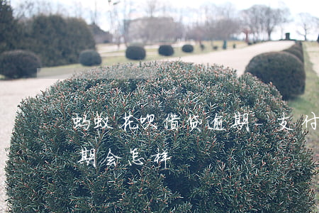 蚂蚁花呗借贷逾期-支付宝花呗借呗严重逾期会怎样