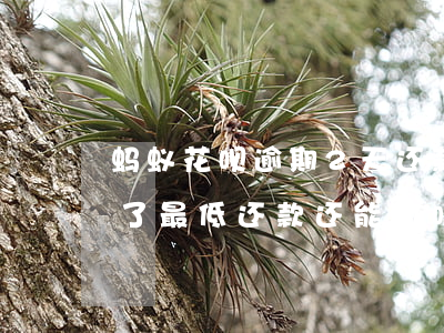 蚂蚁花呗逾期2天还款吗(花呗逾期了两天,还了最低还款,还能用吗)