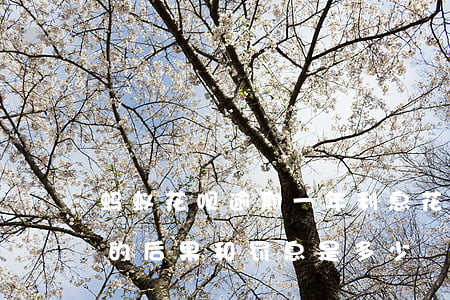 蚂蚁花呗逾期一年利息(花呗1万逾期快1年的后果和罚息是多少)