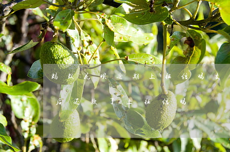 蚂蚁花呗逾期上征信吗?(支付宝花呗逾期了然后还款了,上征信吗)