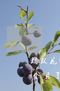 蚂蚁花呗逾期了两个月(花呗欠2万逾期快两个月了会怎么样)