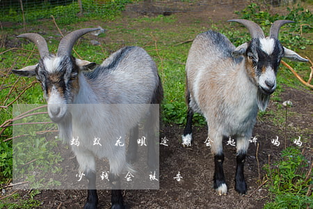 蚂蚁花呗逾期会起诉吗吗(支付宝花呗逾期多少钱会被告)