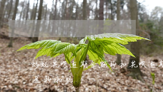 蚂蚁花呗逾期余额秒扣(花呗逾期支付宝有钱是秒扣吗)