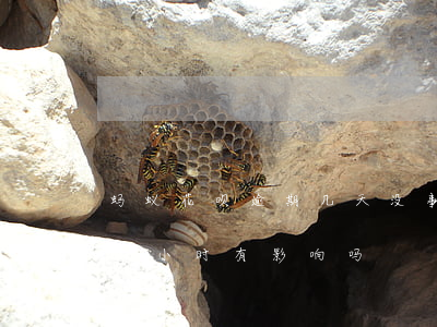 蚂蚁花呗逾期几天没事吧(支付宝花呗逾期半个小时有影响吗)