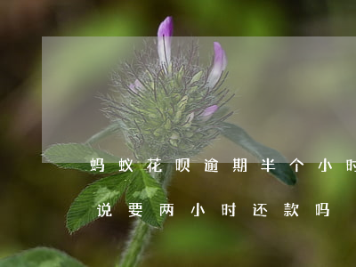 蚂蚁花呗逾期半个小时(花呗逾期会收到短信说要两小时还款吗)