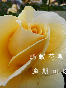 蚂蚁花呗逾期可以办理信用卡吗-蚂蚁花呗逾期可以办理信用卡吗安全吗