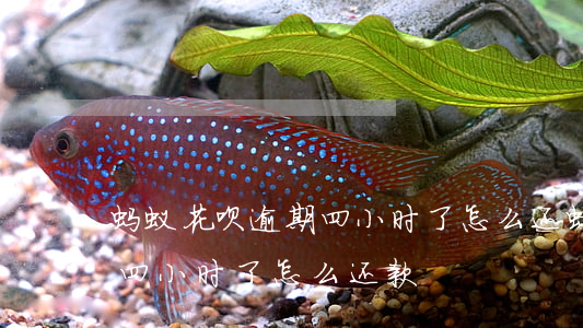蚂蚁花呗逾期四小时了怎么还(蚂蚁花呗逾期四小时了怎么还款)