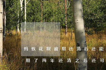 蚂蚁花呗逾期还清后还能在用吗(蚂蚁花呗逾期了两年还清之后还可以用吗)