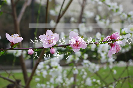 蚂蚁花呗逾期钱怎么算的(支付宝花呗逾期每天扣多少)