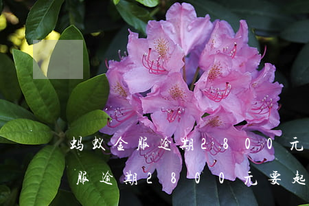 蚂蚁金服逾期2800元要起诉我-蚂蚁金服逾期2800元要起诉我怎么办