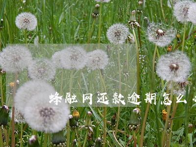 蜂融网还款逾期怎么办(起诉蜂融网)
