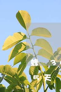 蜂鳥300逾期一般幾天上征信-蜂鳥借錢5天還800利息是高利貸嗎可以不還嗎