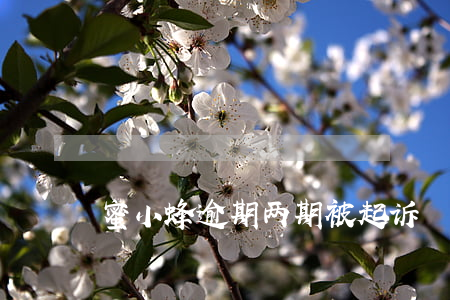 蜜小蜂逾期两期被起诉