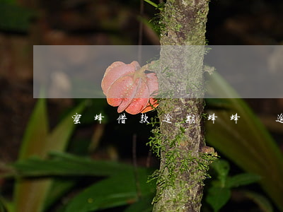 蜜蜂借款逾期(蜂蜂貸逾期)