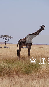 蜜蜂逾期5天會被起訴嗎