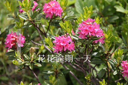 蝦花花逾期一天
