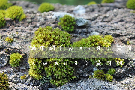 蝸牛網(wǎng)貸逾期了怎么辦(蝸牛網(wǎng)貸逾期了怎么辦)