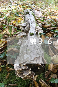 融360催款（融360秒啦逾期會怎么樣）