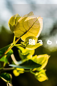 融360已經(jīng)逾期50多天了