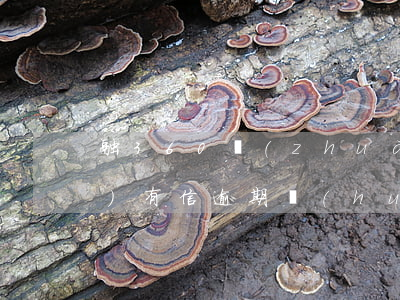 融360轉(zhuǎn)轉(zhuǎn)有信逾期會(huì)怎么樣（融360轉(zhuǎn)轉(zhuǎn)有信逾期會(huì)怎么樣）