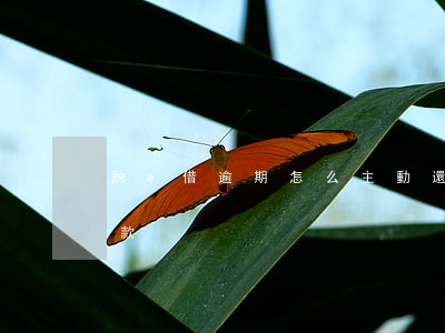 融e借逾期怎么主動還款(融e借怎么提前還款)