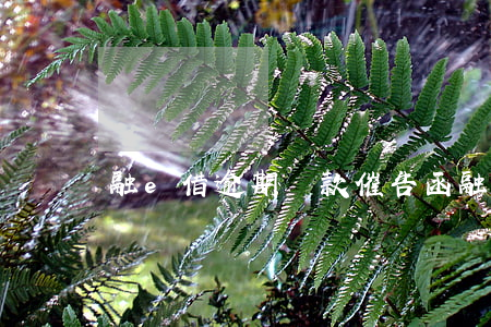 融e借逾期還款催告函(融e借放款處理中)