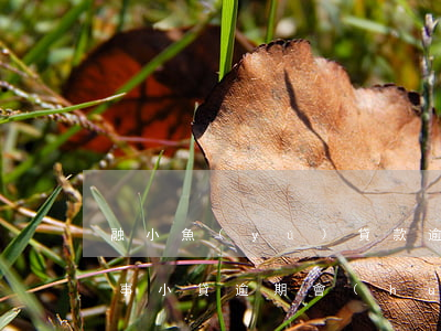 融小魚(yú)貸款逾期有沒(méi)有事(小貸逾期會(huì)被起訴嗎)