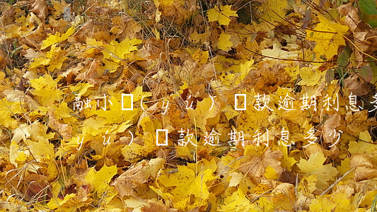 融小魚(yú)還款逾期利息多少(融小魚(yú)還款逾期利息多少)