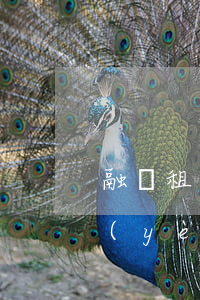 融資租賃業(yè)務(wù)(融資租賃業(yè)務(wù)需要資質(zhì)嗎)